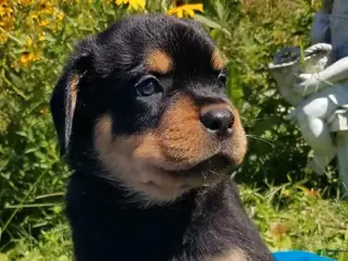 Rottweiler dogs Rottweiler Puppy 2 - Ad 42