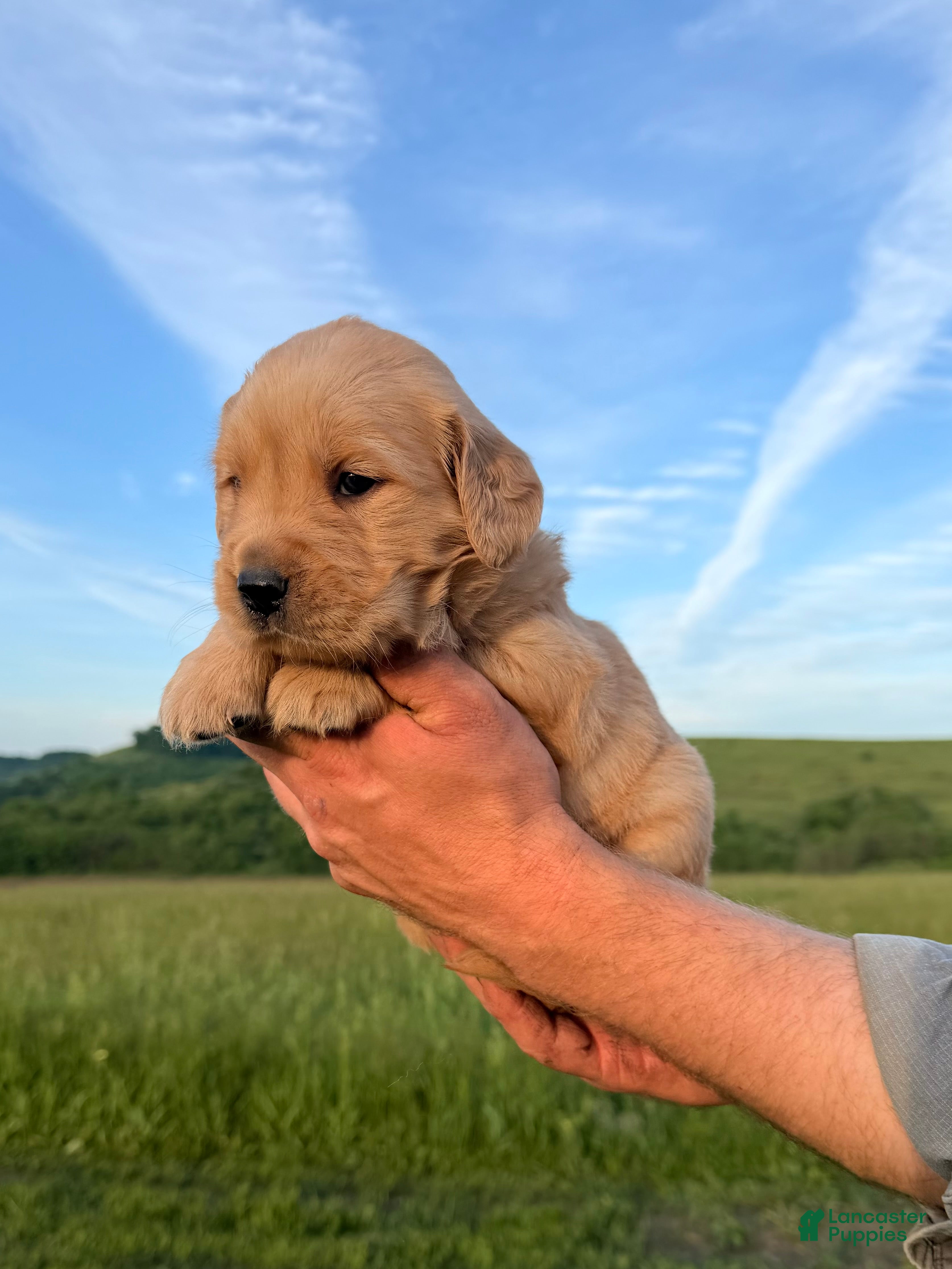 Golden Retriever dogs Lady - Ad 2