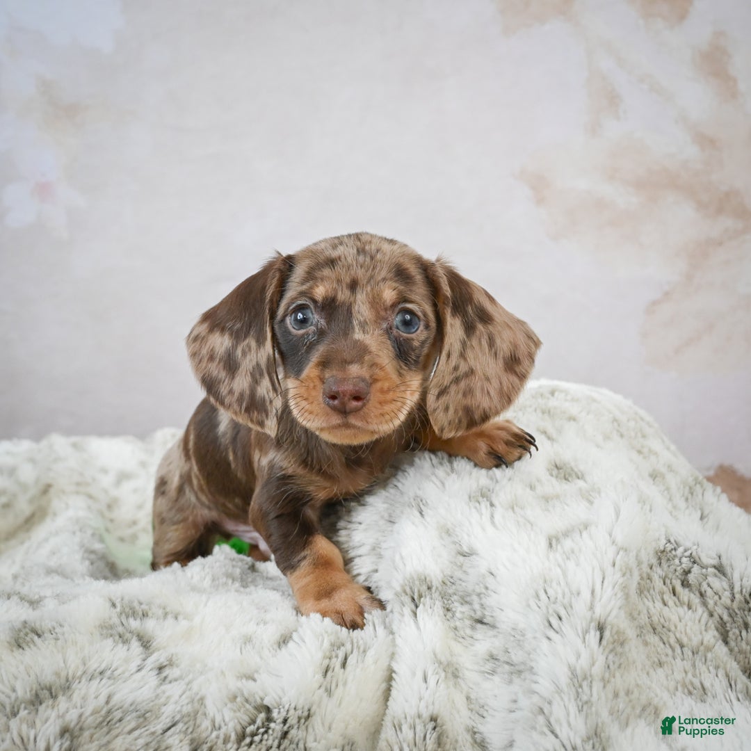 Miniature Dachshund dogs for sale: Miles - Ad 11