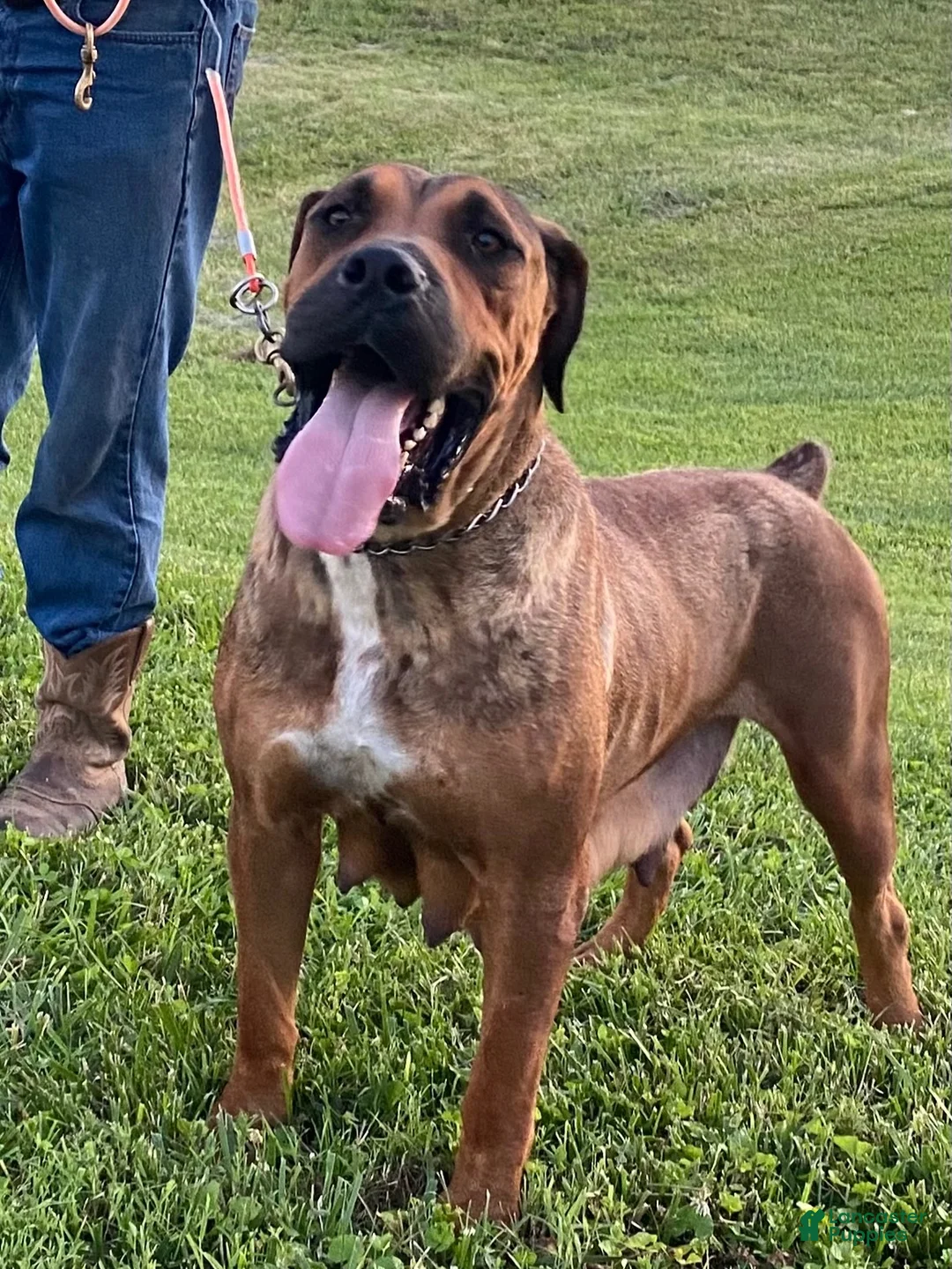 South African Boerboels dogs for sale: South African Boerboels 4 - Ad 2