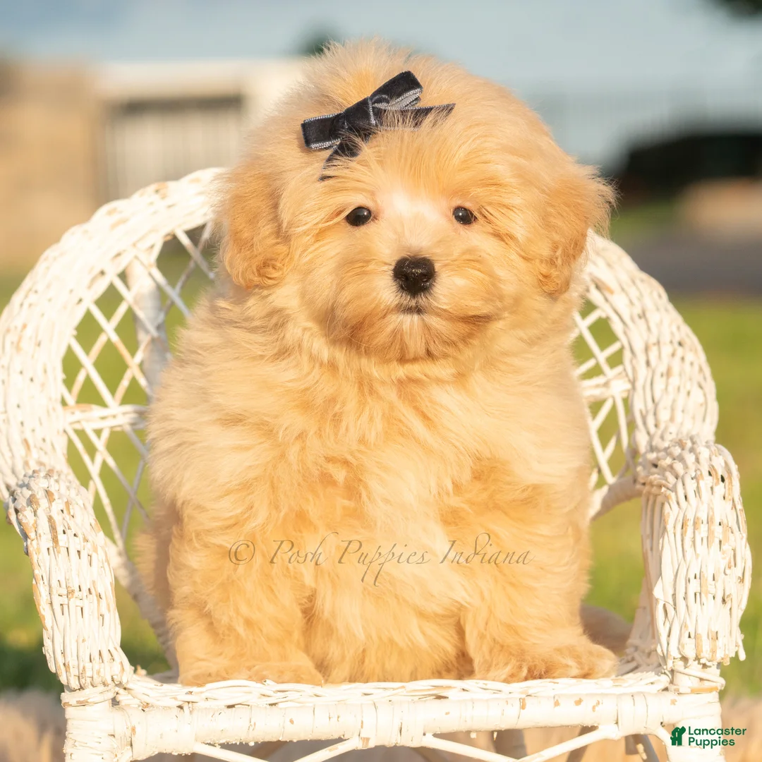 Maltipoo dogs for sale: Lyric - Ad 6