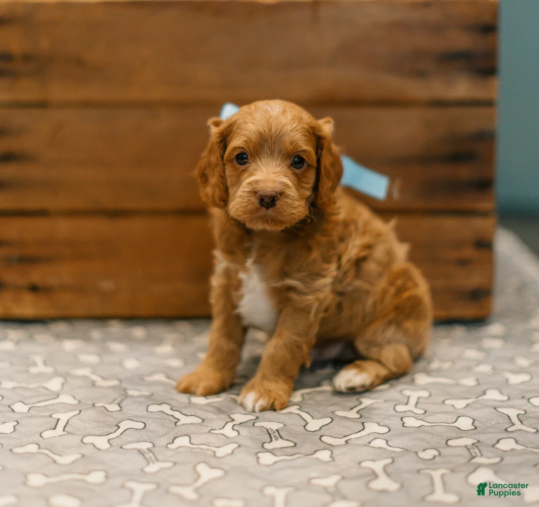 Cockapoo dogs for sale: Gideon  - Ad 2
