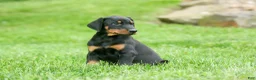 Doberman Pinscher dogs for sale:  Diesel (Black Rust)🐶🤎✨ - Ad 3