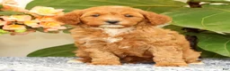 Cavapoo dogs for sale: AJ - Ad 3