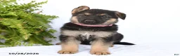 German Shepherd dogs for sale: Ronja - Ad 5