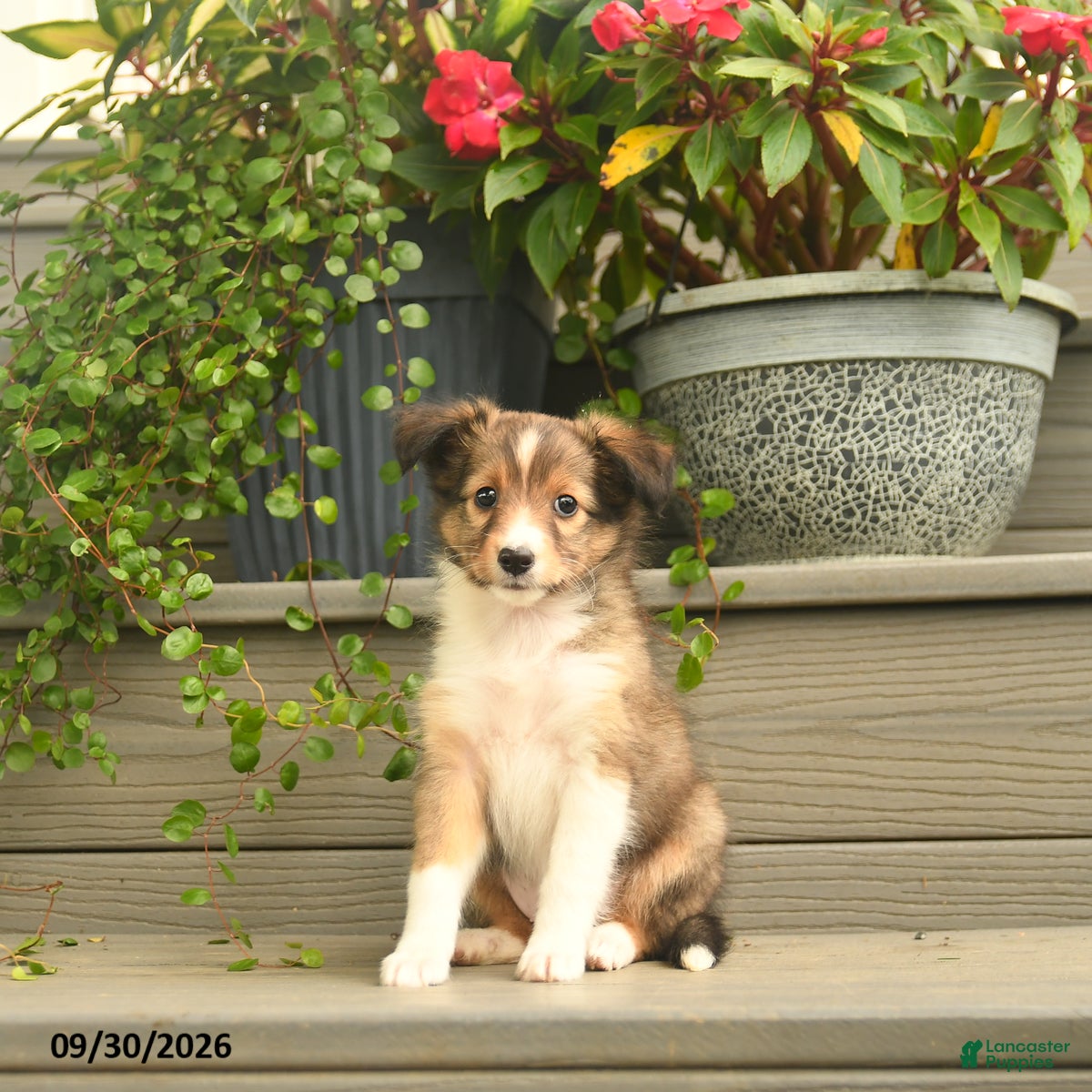Shetland Sheepdog dogs Jessica - Ad 1