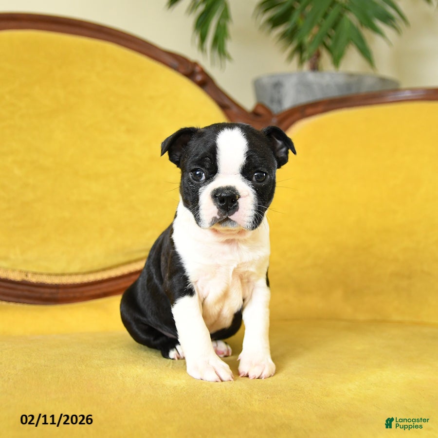 Boston Terrier dogs Roscoe - Ad 18