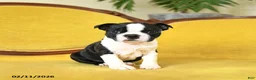 Boston Terrier dogs for sale: Roscoe - Ad 7