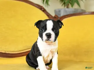 Boston Terrier dogs Roscoe - Ad 18