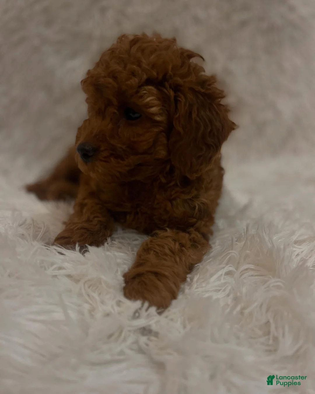 Toy Poodle dogs for sale: Milo - Ad 2