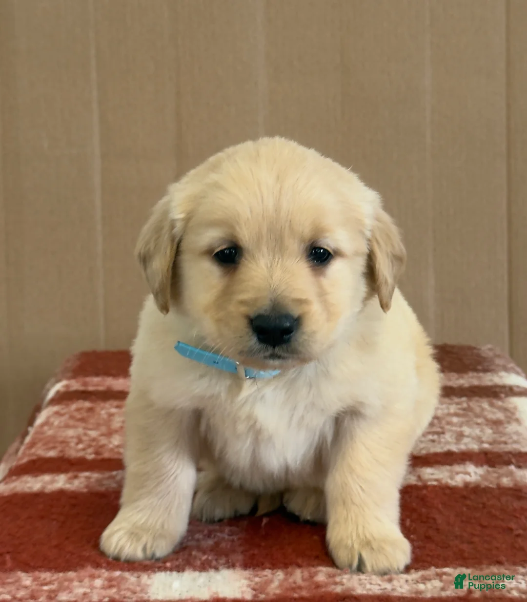 Golden Retriever dogs for sale: Timmy - Ad 7