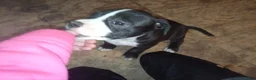 American Bully dogs for sale: Puppy - Ad 6