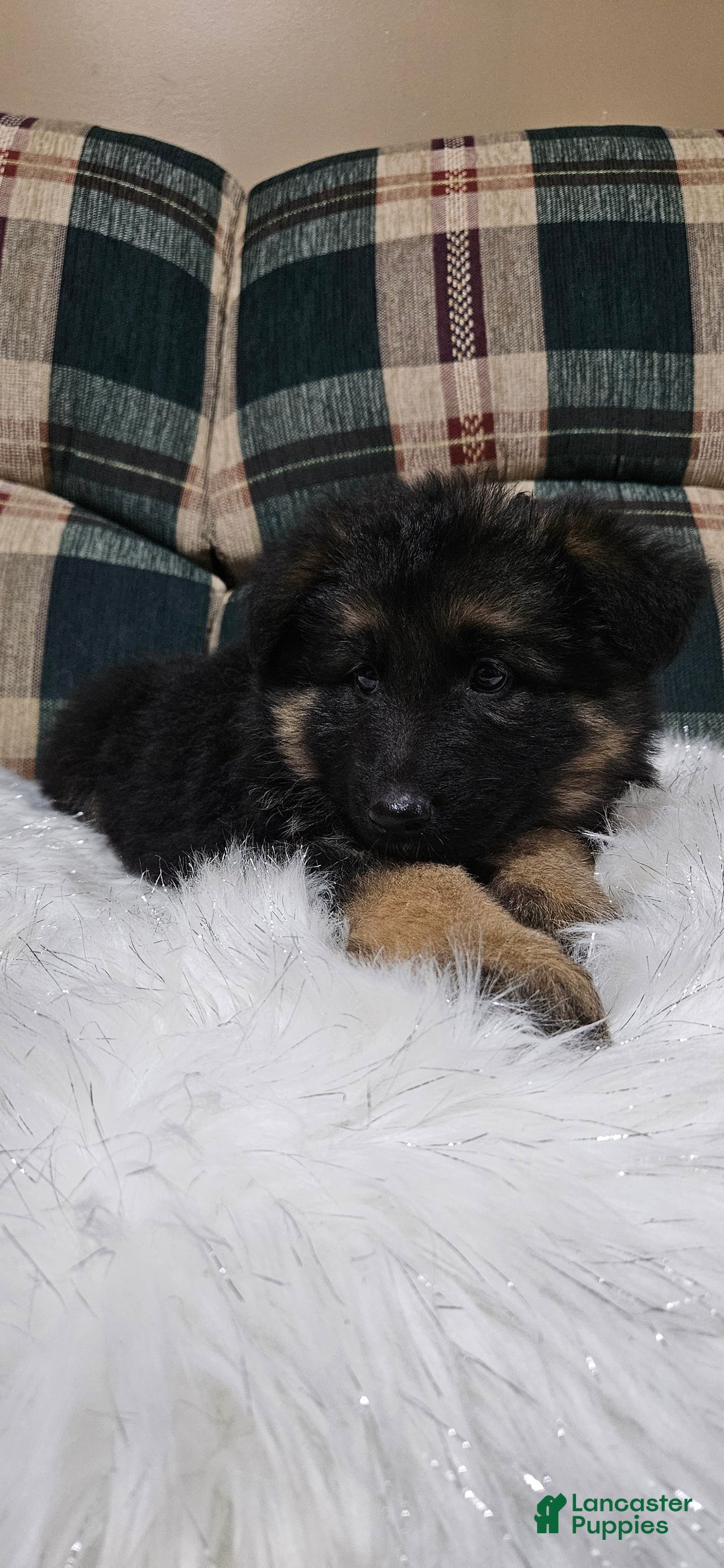 German Shepherd dogs for sale: Chloe - Ad 2