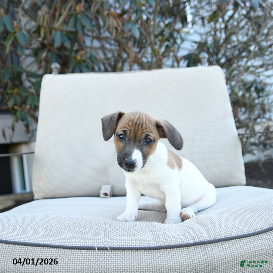 Jack Russell Terrier dogs Roscoe - Ad 1
