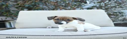 Jack Russell Terrier dogs for sale: Roscoe - Ad 1
