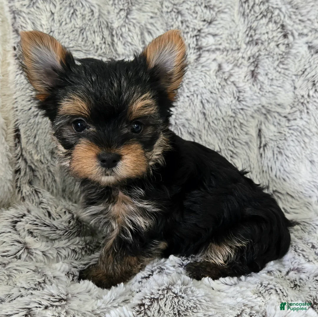Yorkshire Terrier dogs for sale: Pearl  - Ad 2