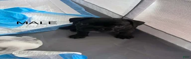 French Bulldog 2