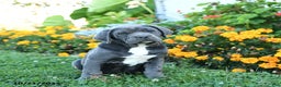 Cane Corso dogs for sale: April - Ad 3