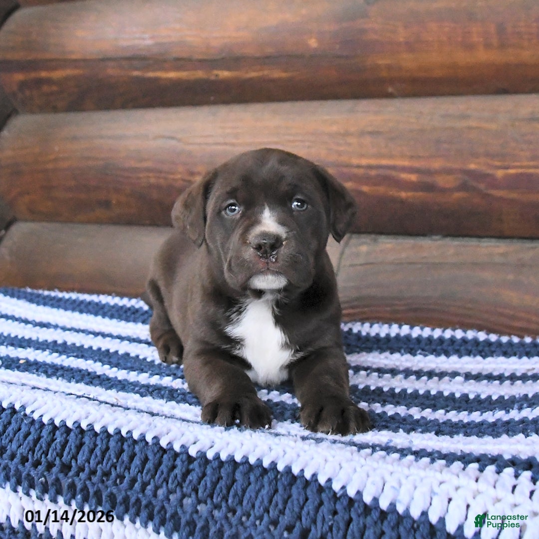 Mixed Breed dogs for sale: Heidi - Ad 3