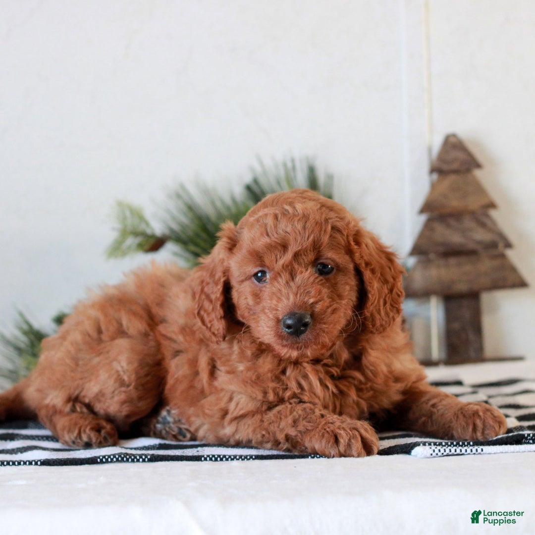 Mini Goldendoodle dogs for sale: Ginger  - Ad 3