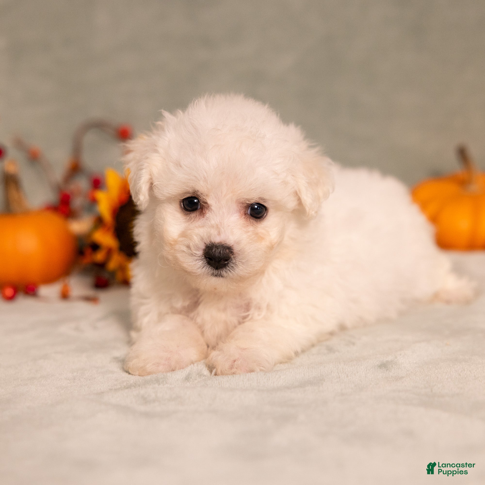Bichon Frise dogs for sale: Quiet - Ad 1