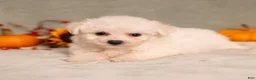Bichon Frise dogs for sale: Quiet - Ad 1