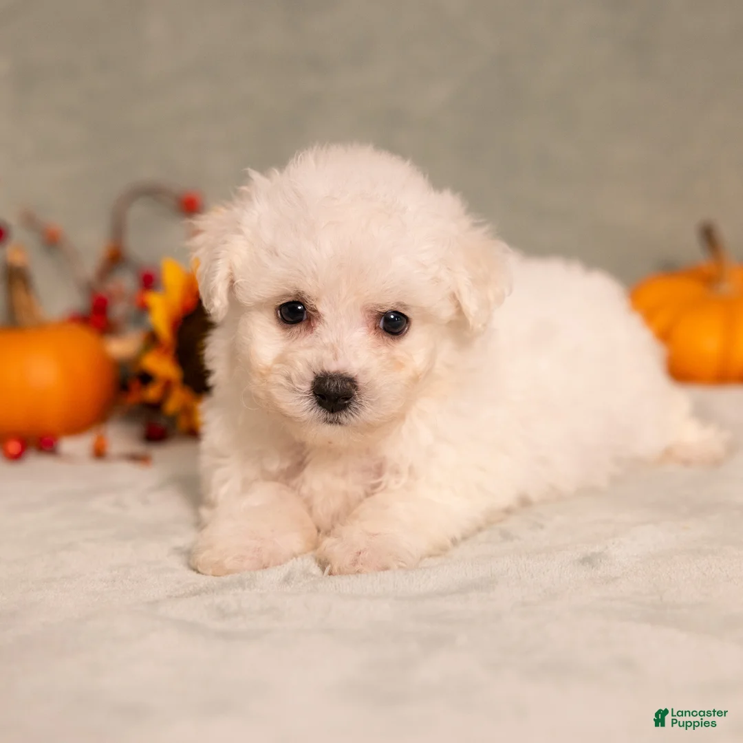 Bichon Frise dogs for sale: Quiet - Ad 1