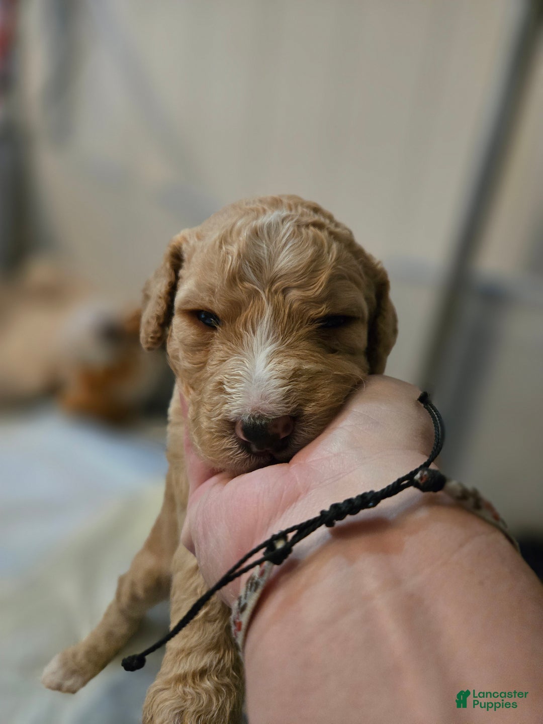 Mixed Breed dogs for sale: Aj - Ad 9