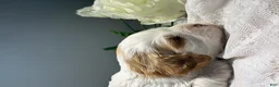 Cavapoo dogs for sale: Pearl Cavapoo  - Ad 6