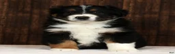 Miniature Australian Shepherd dogs for sale: Flash - Ad 5