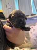 Cane Corso dogs for sale: Girl 1 - Ad 4