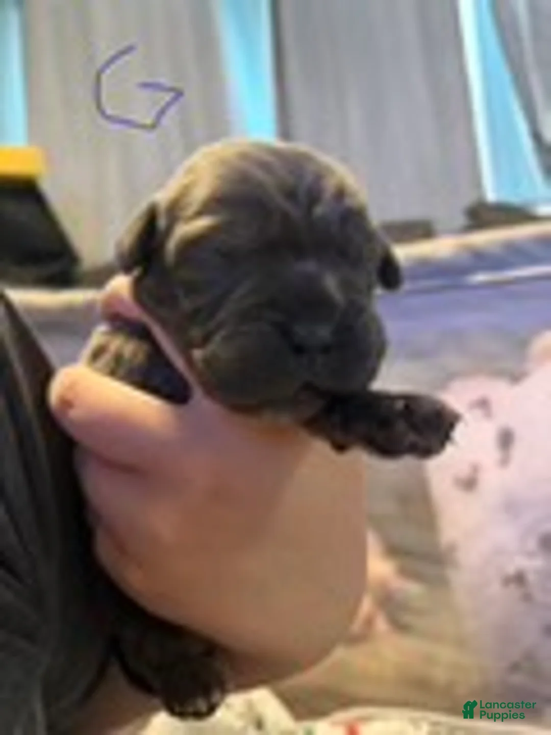 Cane Corso dogs for sale: Girl 1 - Ad 1