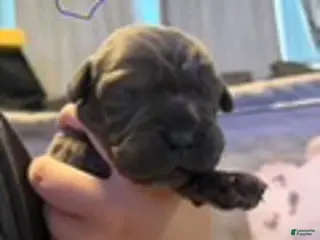 Cane Corso dogs Girl 1 - Ad 9