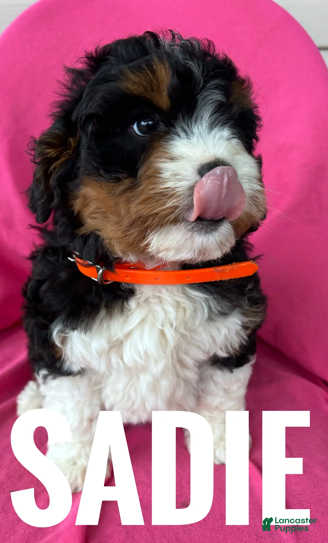 Mini Bernedoodle dogs for sale: SADIE - Ad 2