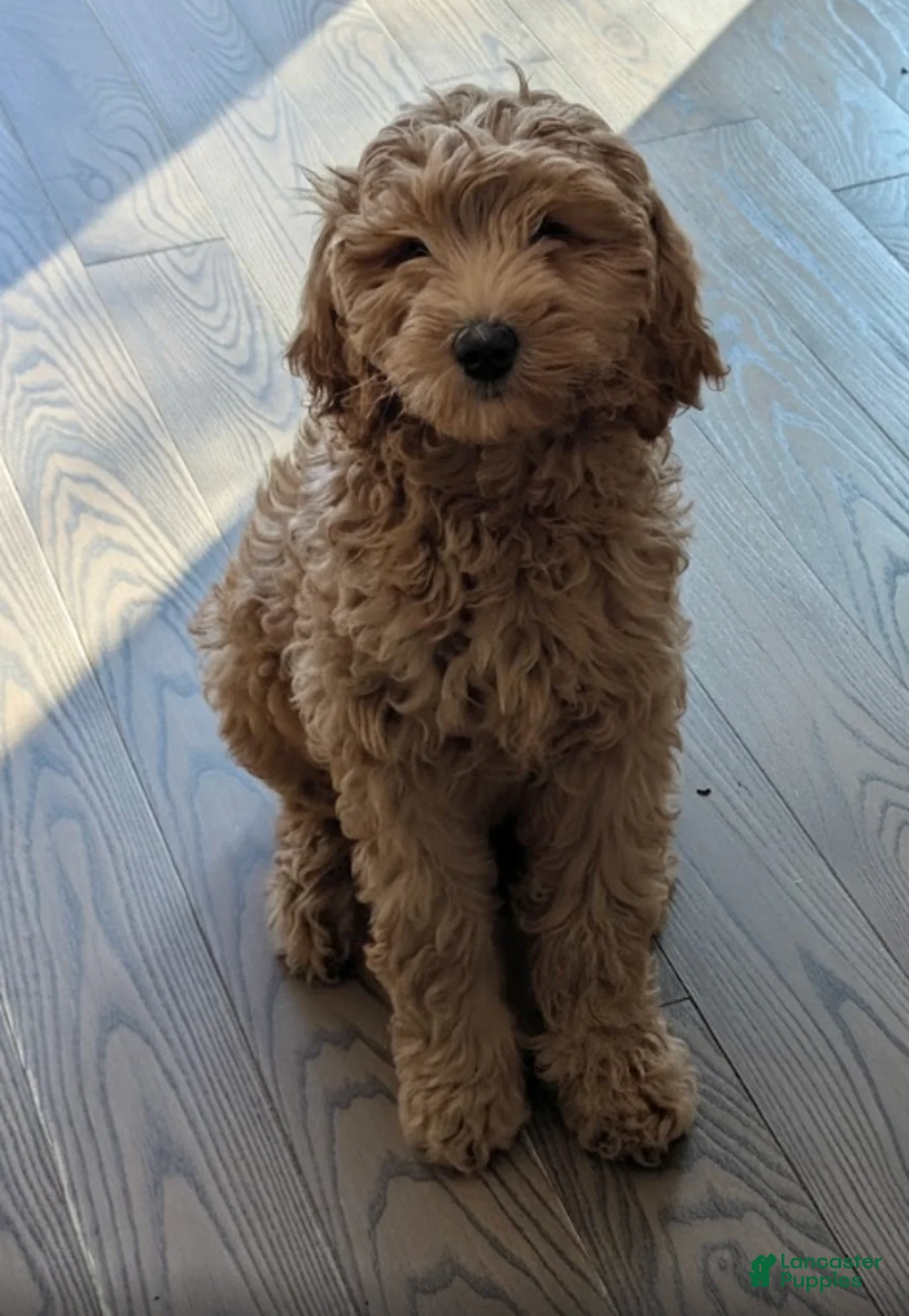 Mixed Breed dogs for sale: Glinda - Ad 1