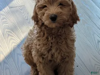 Mixed Breed dogs for sale: Glinda - Ad 3