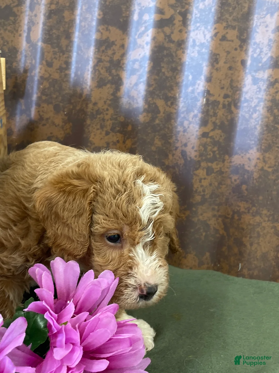 Labradoodle dogs for sale: Lenox - Ad 2