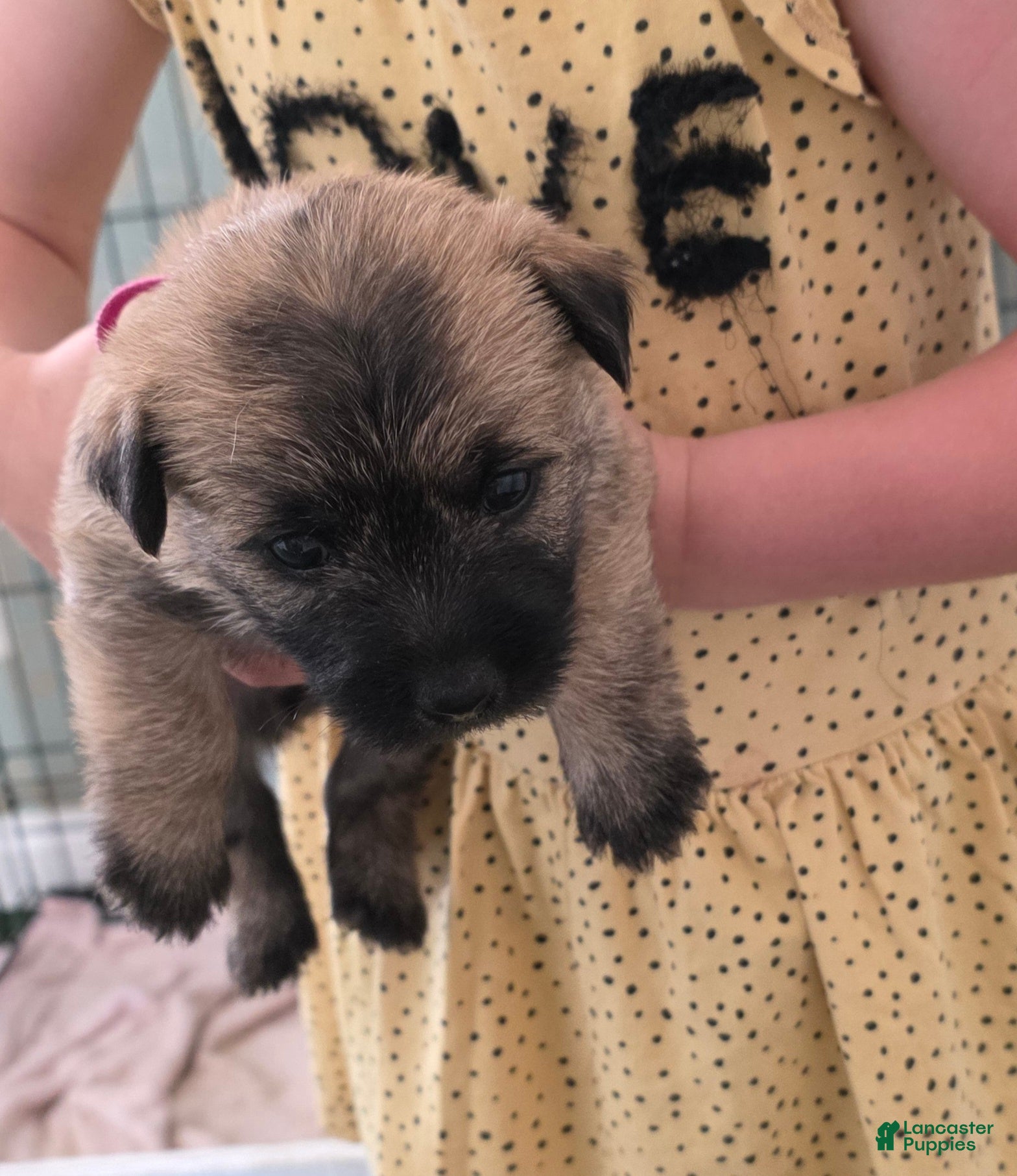 Cairn Terrier dogs Magnolia - Ad 1