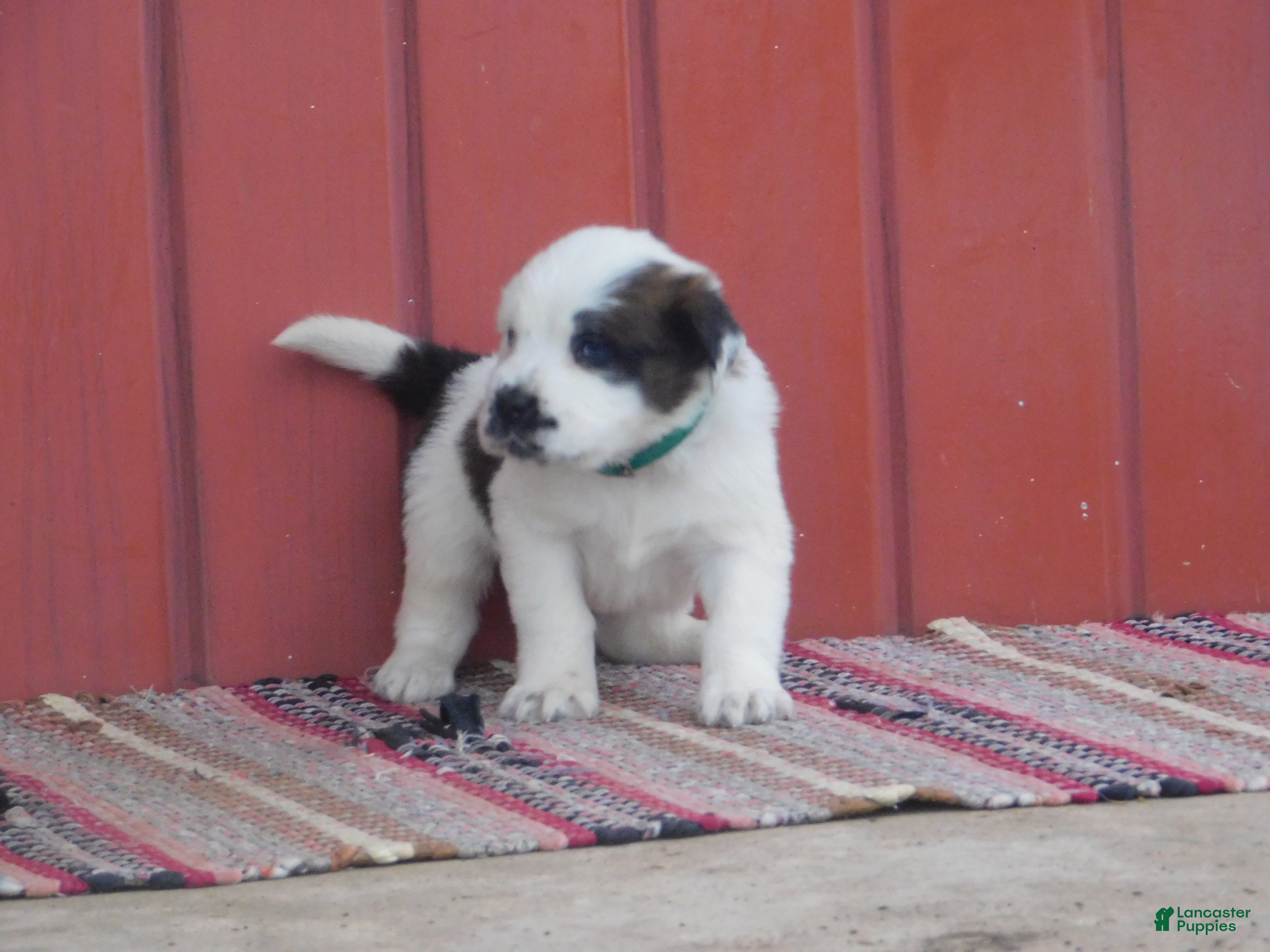 Saint Bernard dogs Durango - Ad 1
