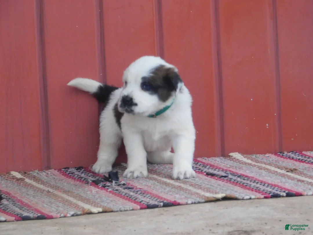 Saint Bernard dogs for sale: Durango - Ad 1