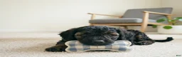 Cockapoo dogs for sale: LILLY - Ad 5