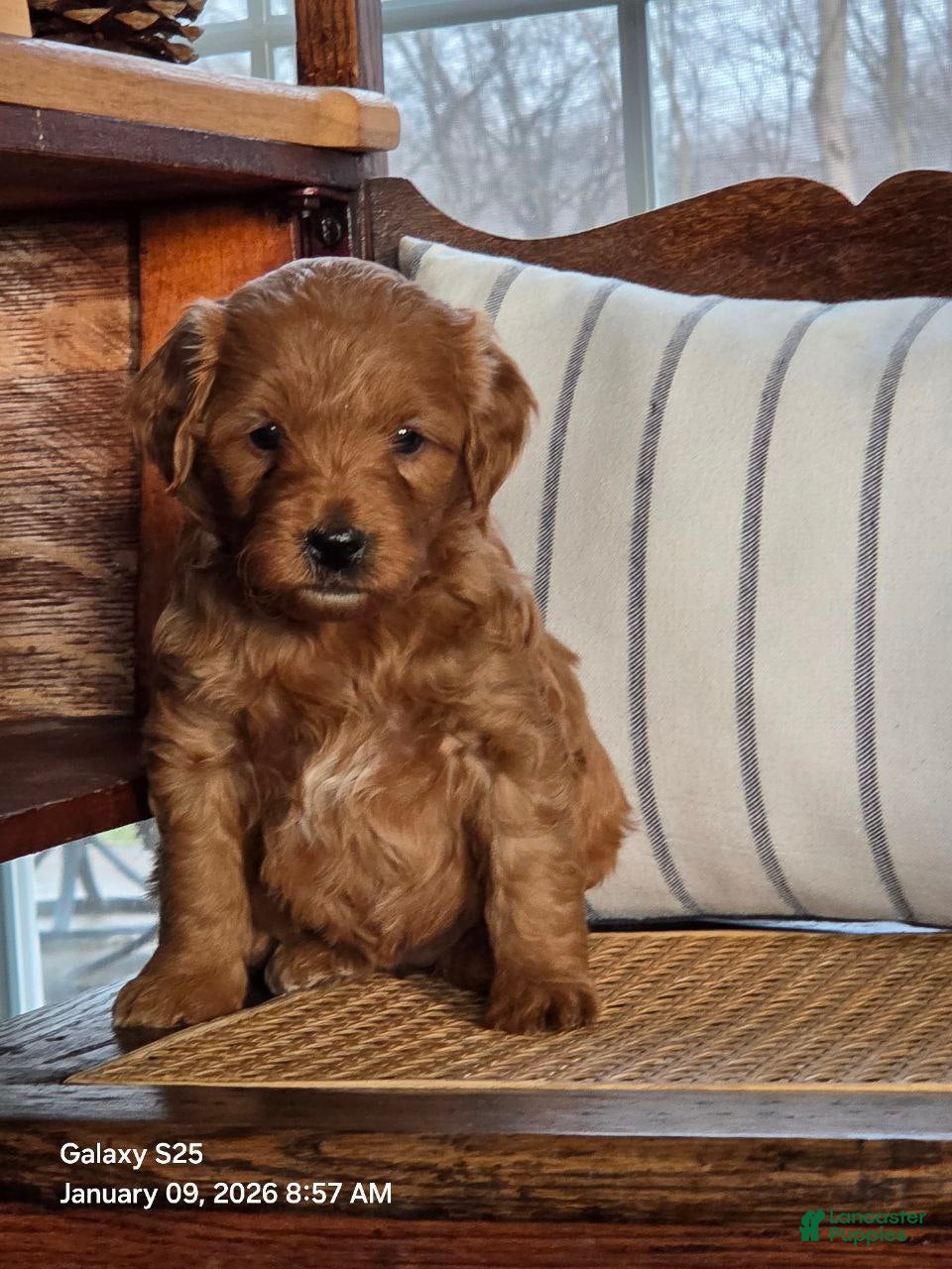 Mini Goldendoodle dogs Lady  - Ad 5