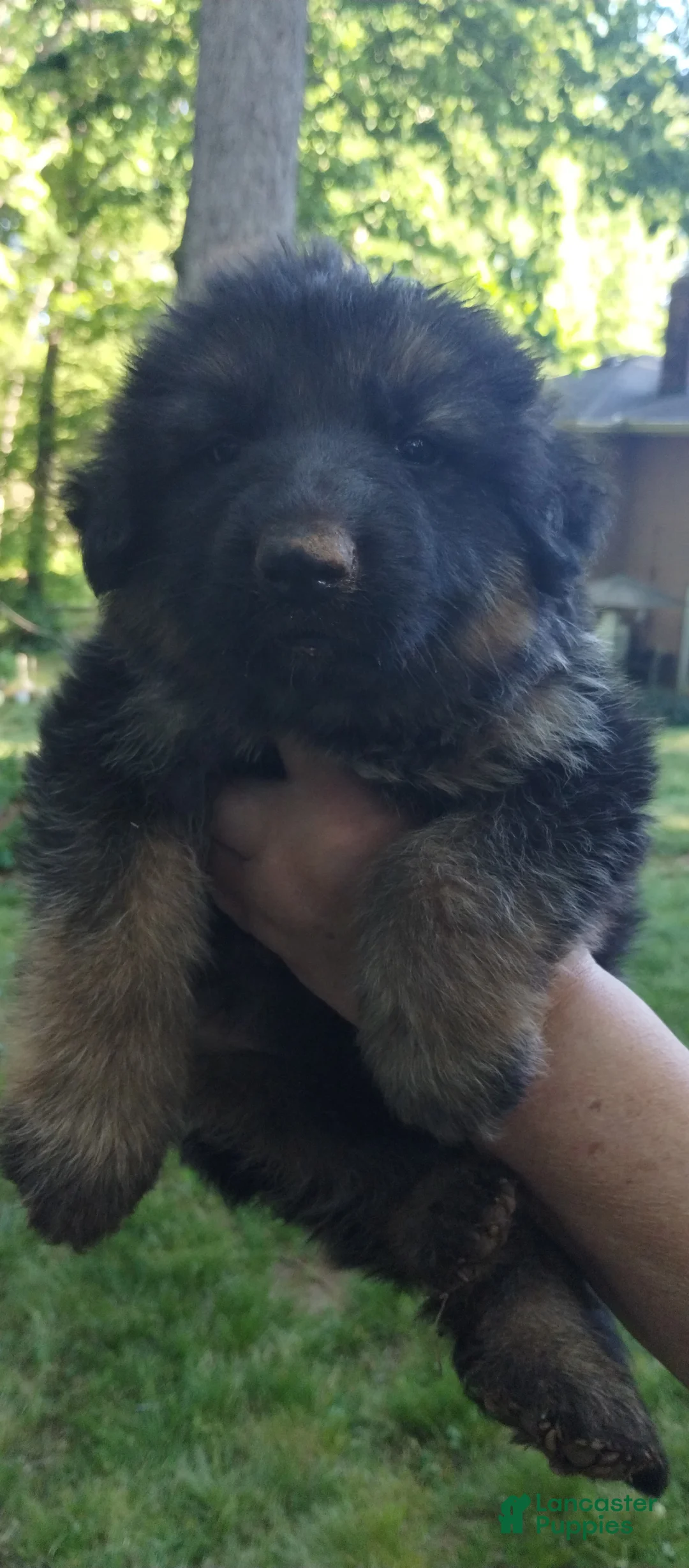 German Shepherd dogs for sale: German Shepherd Puppy 3 - Ad 2