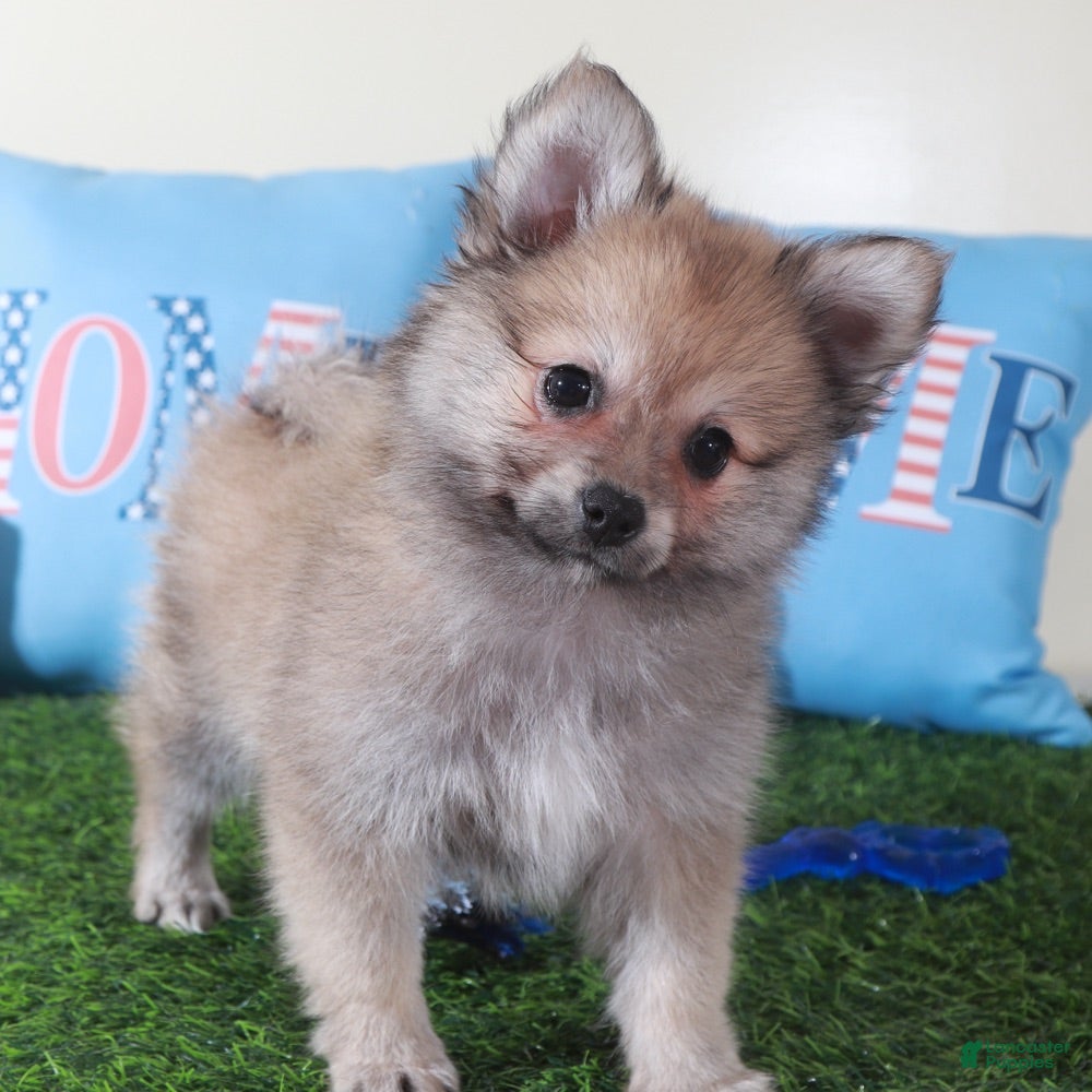 Pomeranian dogs Mink Soft Little ACA Pomeranian Puppy - Ad 1
