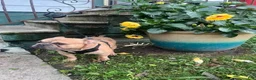 French Bulldog dogs for sale: French Bulldog 1 - Ad 6