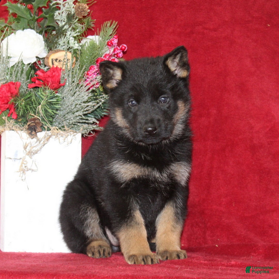 German Shepherd dogs for sale: Trisha  - Ad 2