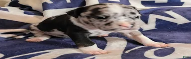 Black merle female