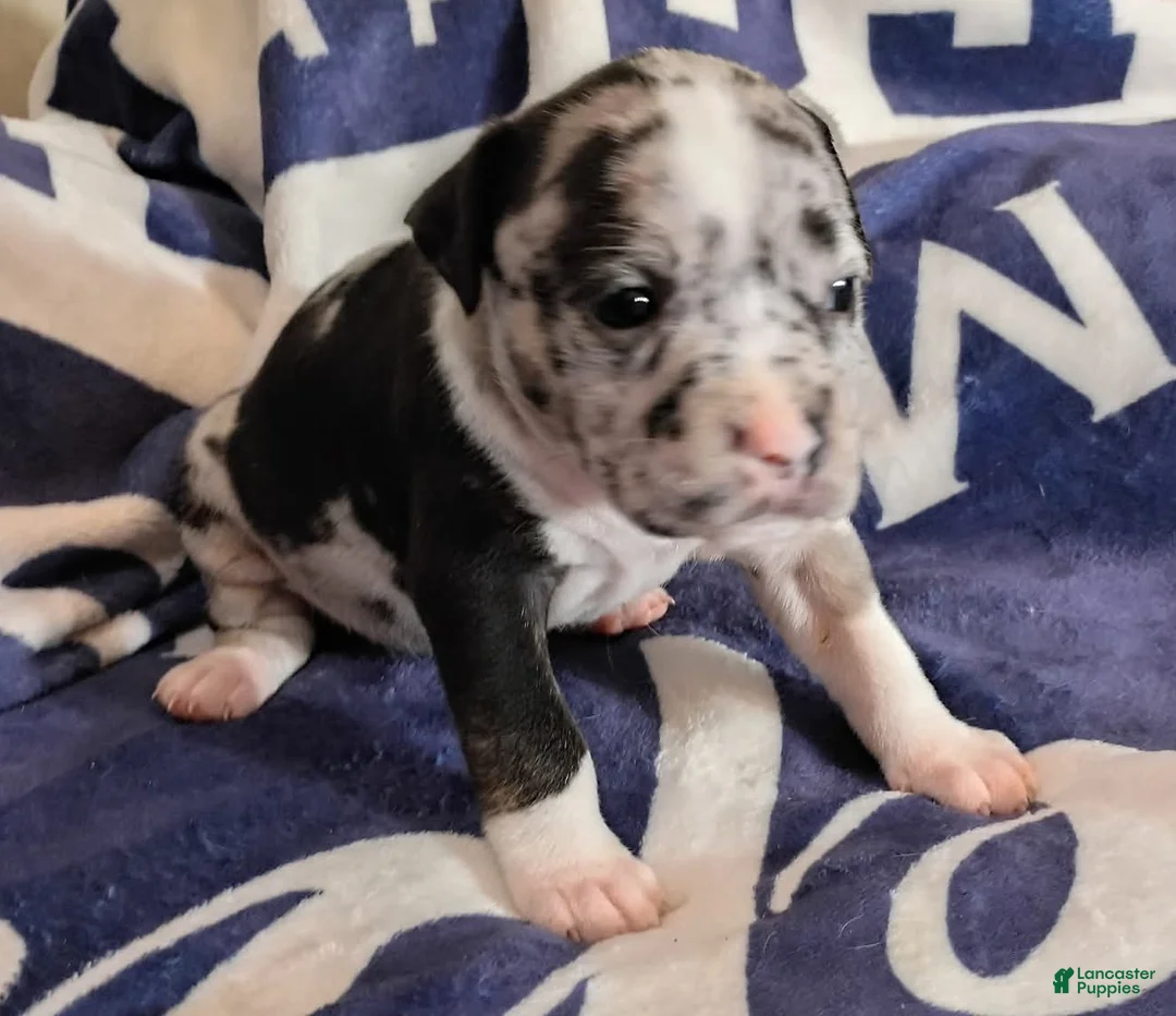 American Bully dogs for sale: Black merle female - Ad 1