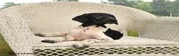 German Shorthaired Pointer dogs for sale: Rover  - Ad 4