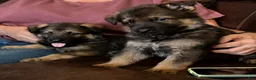 German Shepherd dogs for sale: German Shepherd 3 - Ad 4